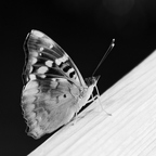 butterfly iguazu falls